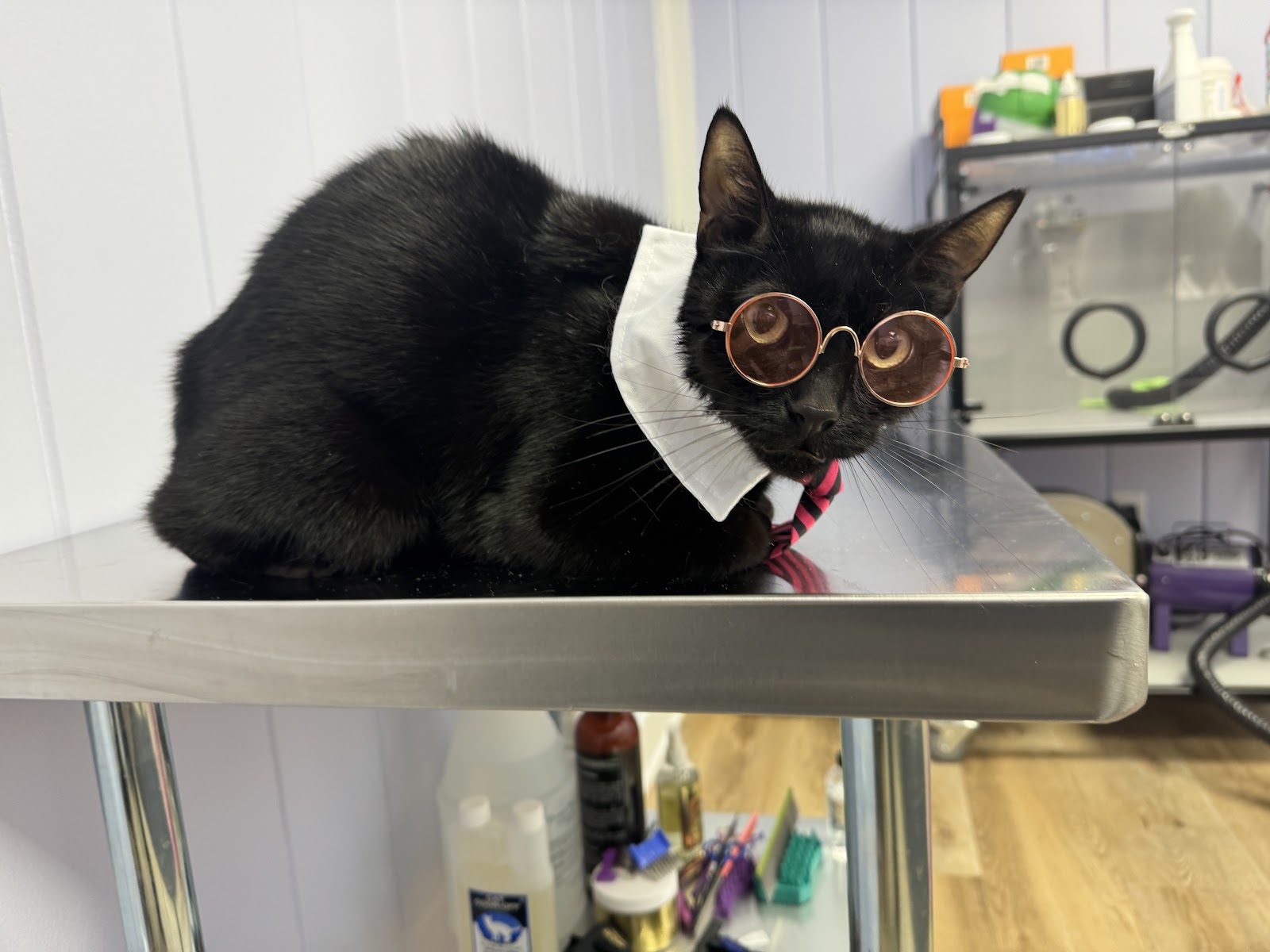 Cat Concierge — photo